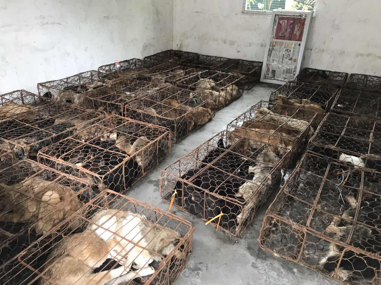 广州619救狗事件急征医疗志愿者，拯救1200只生灵！
