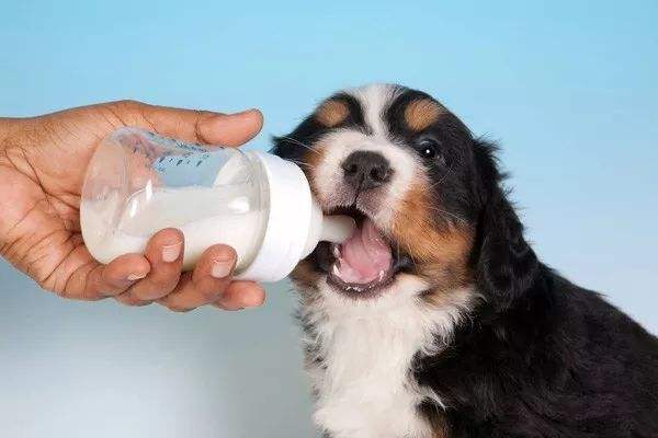 母犬奶水不足，怎么给小狗选择合适的代乳品？