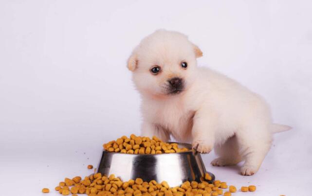 小狗一天要吃多少狗粮才合适？