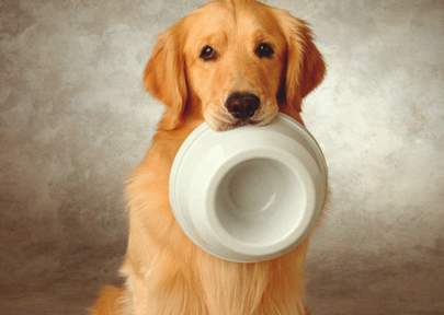 想给狗狗换狗粮，需要注意什么？ 