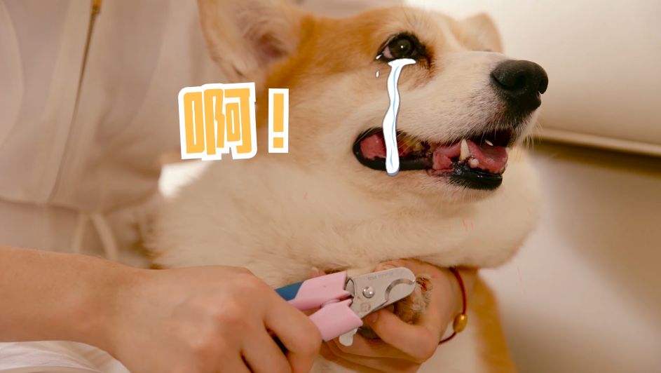 给狗狗剪指甲的时候为什么会流血，应该怎么正确给狗狗剪指甲呢？