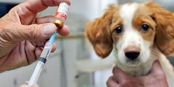 狗狗打疫苗多少钱？