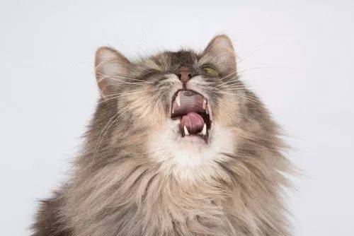 猫打喷嚏是怎么回事，打喷嚏的原因有哪些？