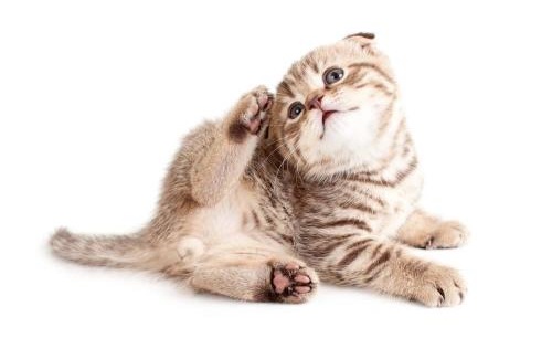 猫身上痒怎么回事，什么原因？
