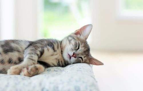 猫睡觉的时候抽搐是怎么回事？