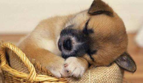 狗狗睡觉的时候为什么会抽搐？