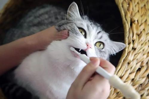怎么给猫刷牙？