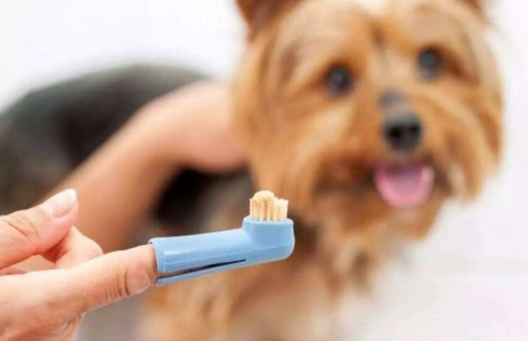 狗狗多久刷一次牙？