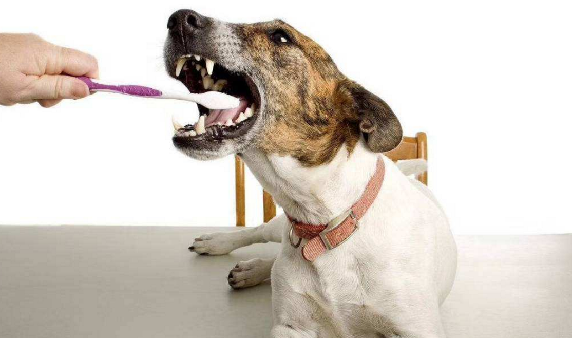 狗狗需要刷牙吗？