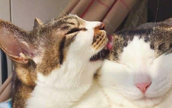 两只猫互相舔是什么意思
