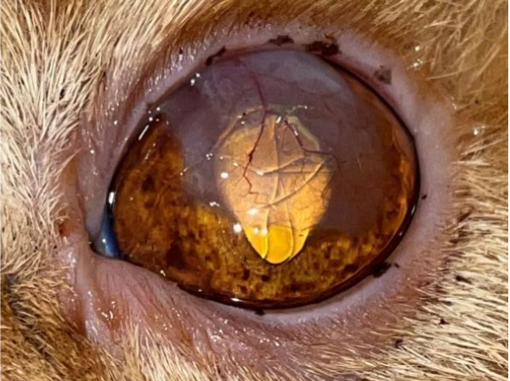 一例生物组织工程角膜板层移植术治疗猫坏死性角膜炎的病例