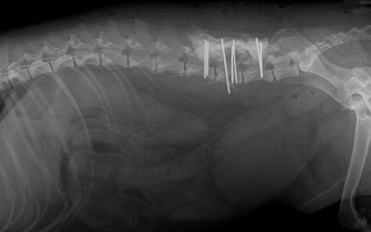 一例田园犬腰椎粉碎性骨折的诊治