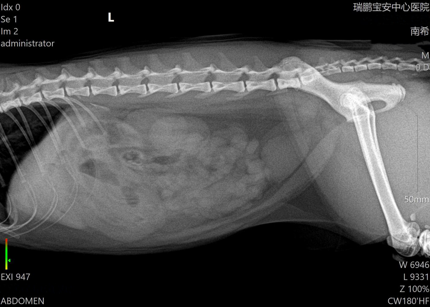 一例猫胰腺炎的诊治