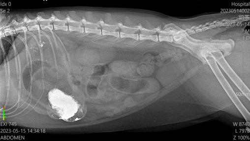 一例英国短毛猫肠道梗阻的诊治