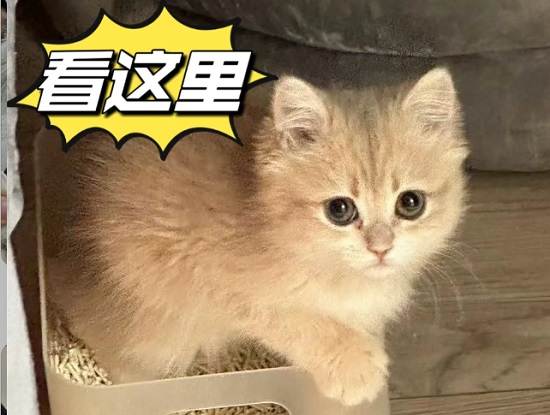 猫咪肠胃炎怎么治？