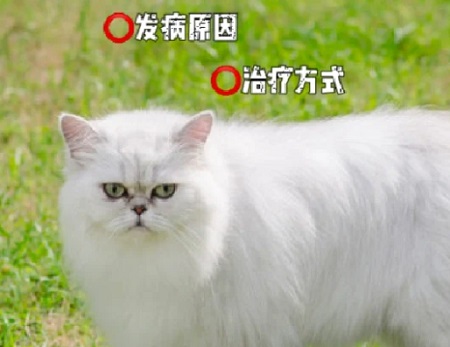 怎么诊断并治疗猫咪低血糖？