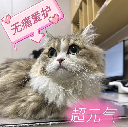 猫后腿体温多少正常？