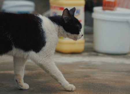 母猫绝育后多久小便正常？