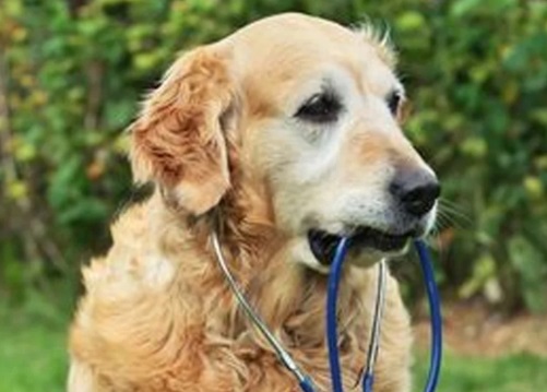 狗狗髌骨脱位三级一定要手术吗？