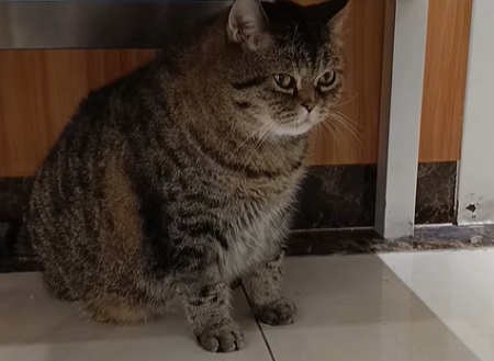 小猫肚子上摸起来有两个包