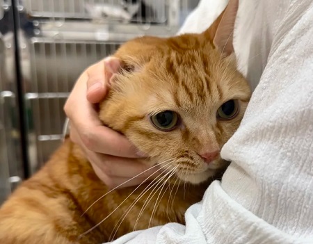 猫饮食不规律会导致拉稀呕吐吗？