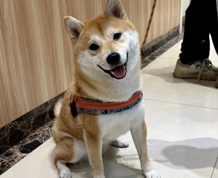 狗狗绝对不能碰的食物