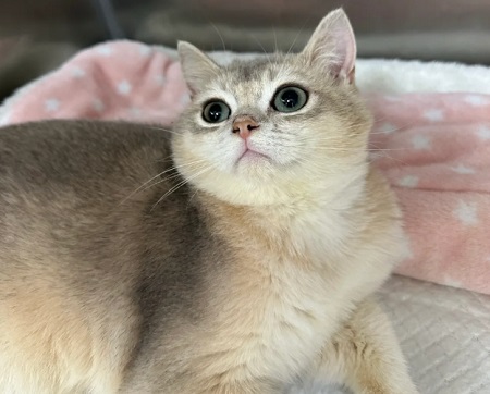 猫咪拉屎软便带血是怎么回事？