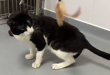 猫咪嘴巴上长了个包