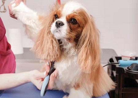 狗狗流鼻血怎么办？