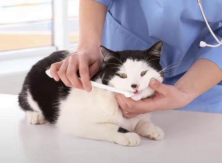 猫咪支原体感染肺炎怎么治疗？