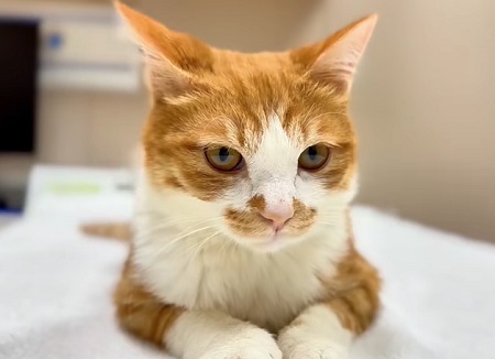 没有断奶的小猫可以喝牛奶吗？