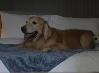 狗很瘦怎么办？宠物医院在线咨询