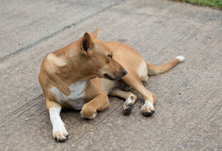 狗狗吃完东西会吐出来