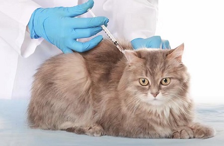 小猫洗完澡拉肚子怎么办？