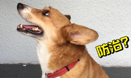 狗狗上吐下泻，喘气粗怎么办？