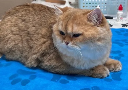 猫身上有黑色的虫子