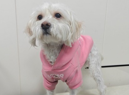 小狗出生后多久打疫苗？