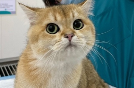 猫咪间接性咳嗽怎么办？