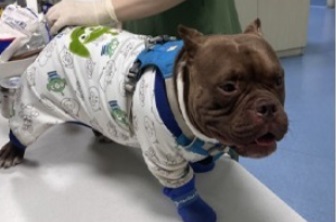 狗狗身体多处淋巴结肿大，最近几天呕吐腹泻