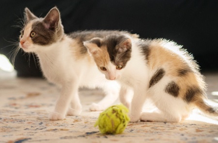 猫局部皮肤变红是为什么？