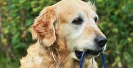 狗狗浑身哆嗦怎么回事？