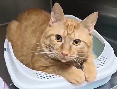 猫咪突然爱喝水正常吗？