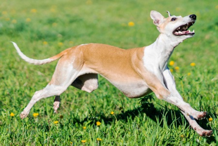 狗狗皮炎可以用碘伏治疗吗？