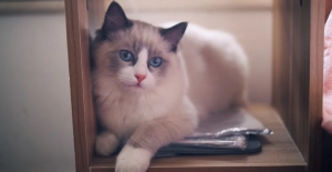 幼猫得了奶癣怎么办？