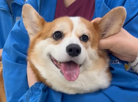 狗狗得湿疹的常见原因