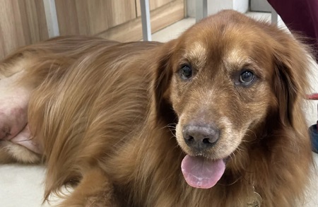 狗狗频繁挠眼睛、流眼泪怎么办？