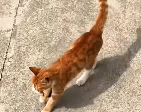 猫咪贫血不吃不喝怎么办？