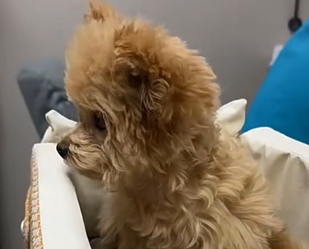 狗狗偶尔用一次人的沐浴露可以吗？