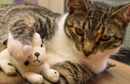 母猫涨奶会自行消退吗？