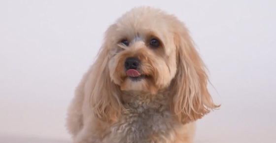 狗狗洗澡沐浴露进眼睛了怎么办？